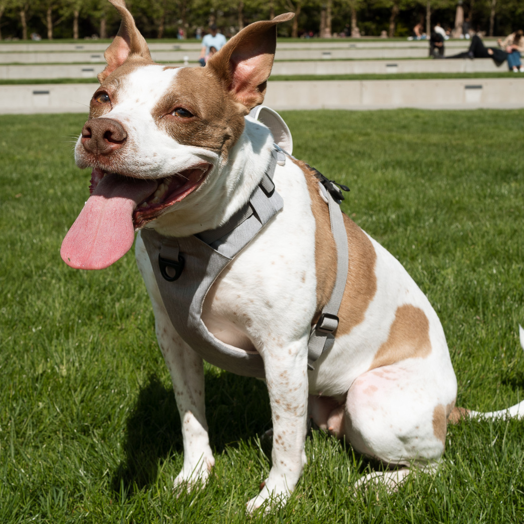 Magnetic Dog Harness - One-Hand Clip, No-Pull Design